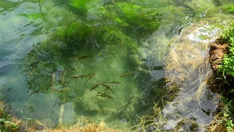 A flock of fish floating in waters of Krka River in Krka National Park Stock Footage 122294391