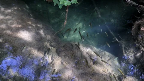 A flock of fish floating in waters of Krka River in Krka National Park Stock Footage 122294614