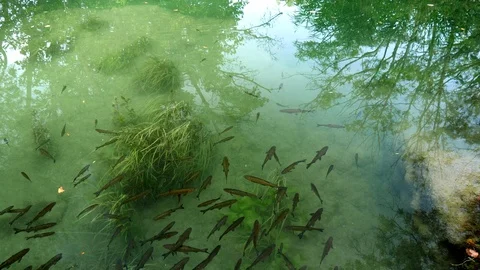 A flock of fish floating in waters of Krka River in Krka National Park Stock Footage 122294711