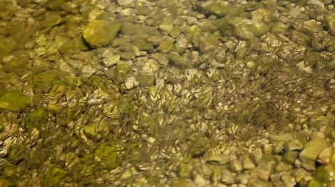 Flock of fish Stock Footage 10827578