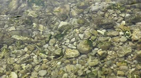 Flock of fish Stock Footage 10827588