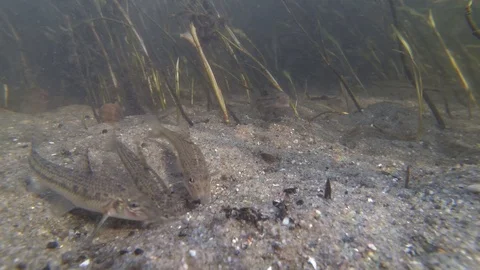 Flock fish Gobio gobio, or gudgeon feeding on river bottom. Underwater close up Stock Footage 89008222