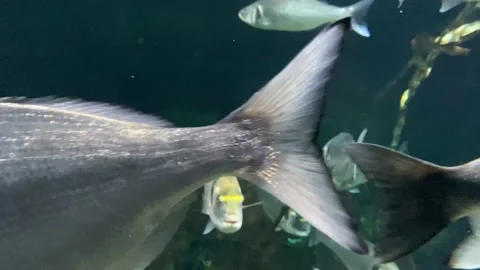 FLOCK OF FISH, Golden SPAR. Lots of fish swimming in the aquarium. Underwater Stock Footage