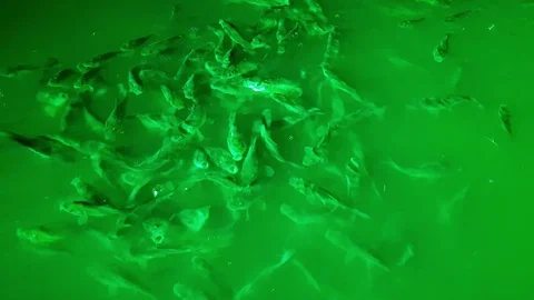 Flock of fish in the green light of  lantern at night and rain Stock Footage 95064956