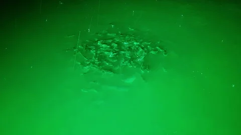 Flock of fish in the green light of lantern at night and rain Stock Footage 95065128