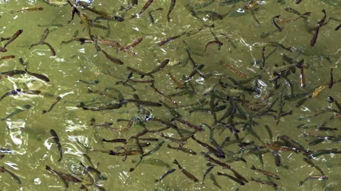 Flock of Fish Group Swim in Schools Stock Footage 240343590
