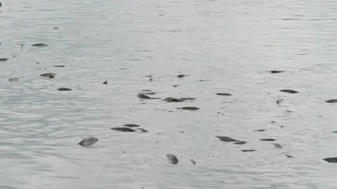 A flock of fish inside the fish farm, breeding commercial fish in the fish farm Video stock 167761223