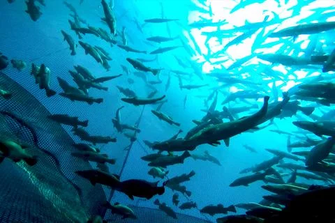 Flock of fish inside the fish farm, breeding commercial fish in Stock Photos