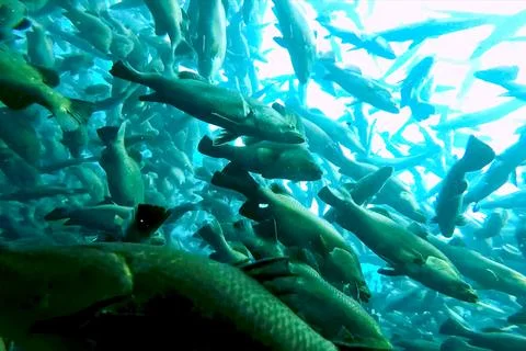 Flock of fish inside the fish farm, breeding commercial fish in Stock Photos