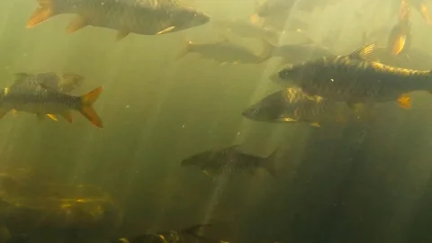 A flock of fish in the lake Dudhsagar waterfall Stock Footage 103130985