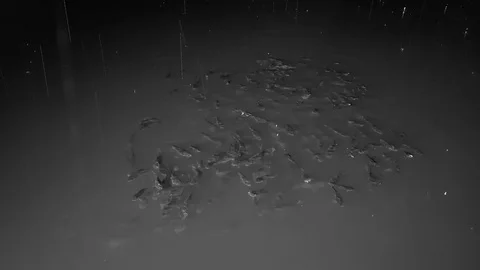 Flock of fish  light of  lantern at night  and rain Stock Footage 95064070