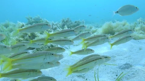 Flock of fish moving near to the sandy sea bottom. Video stock 126125335