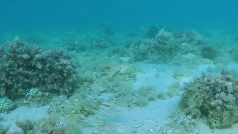 Flock of fish moving near to the sandy sea bottom. Video stock 127200173