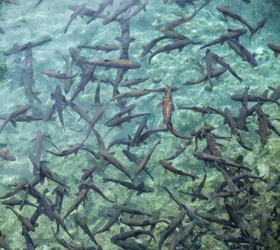 Flock of fish Stock Photos