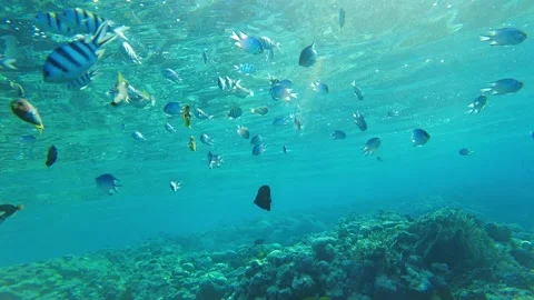 Flock of fish in the rays of the sun. the red sea at sunset with the rays of the Stock Footage 172433790