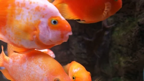 A flock of fish red parrot close-up. Stock Footage 125271074