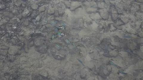 Flock of fish in the sea Stock Footage 97260473