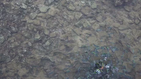 Flock of fish in the sea Stock Footage 97260526