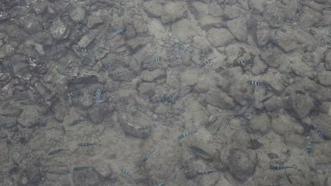 Flock of fish in the sea Stock Footage 97260546