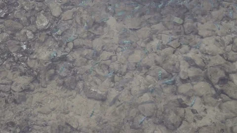 Flock of fish in the sea Stock Footage 97260561