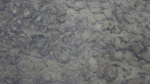 Flock of fish in the sea Stock Footage 97260564