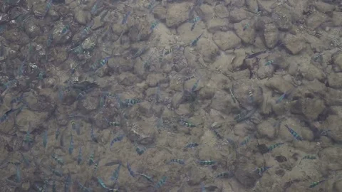 Flock of fish in the sea Stock Footage 97260580