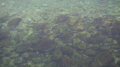 Flock of fish in shallow water Stock Footage 82949693