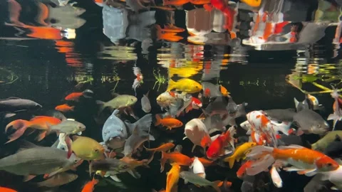 FLOCK OF FISH swimming in the aquarium. Slow camera submersion under water Stock Footage 207994553