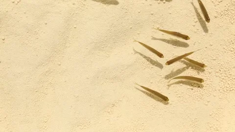 A flock of fish swims into the frame in shallow water rays of sunlight. Stock Footage 246620177
