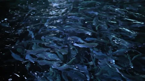 Flock fish in a trout farm. Breeding trout for the food industry. Trout farming Stock Footage 139747679