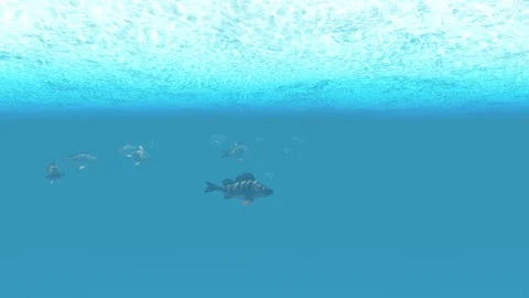 Flock fish under the surface of water Stock Footage 95695476