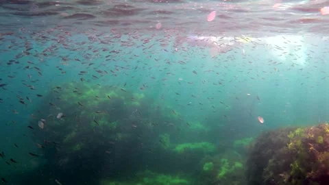 Flock of fish under water Stock Footage 88462232
