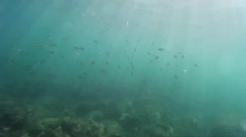 Flock of fish in the water. Seabed, shooting under water. Sea depth, Go-Pro. Stock Footage