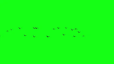 A flock of five birds are flying together, Flying birds silhouette Video stock 307705255