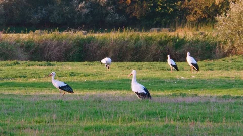 Flock of five storks on grassland Stockbeeldmateriaal 96145191