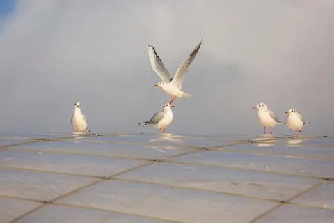Flock of five white black-headed gulls Stock Photos