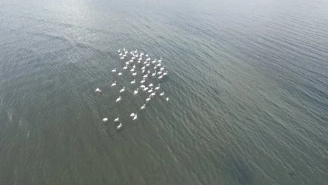 Flock of flamingo Stock Footage 229649367