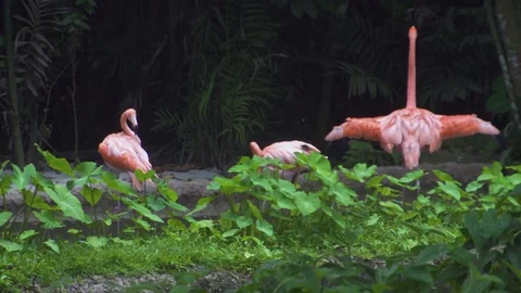 Flock of Flamingo in the jungle Stockbeeldmateriaal 74166237