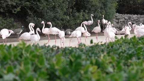 A flock of flamingos are in an empty pond. wildlife, conservation, biodiversity Stock Footage 303842753