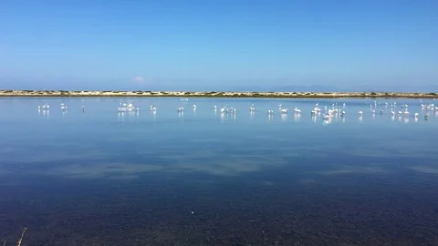 Flock of Flamingos Assembling Before Migration. Stock Footage 71299885