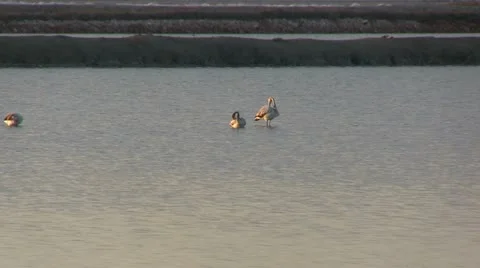 Flock of flamingos at dawn Stock Footage 12082737
