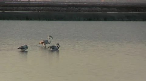 Flock of flamingos at dawn Stock Footage 12082788