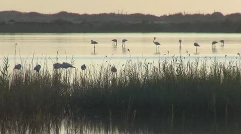Flock of flamingos at dawn Stock Footage 12082829