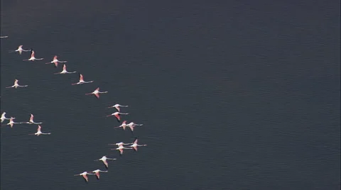 Flock of flamingos in flight Stock Footage 66825010