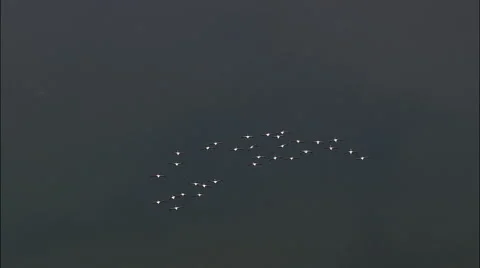 Flock of flamingos in flight Stock Footage 66825115