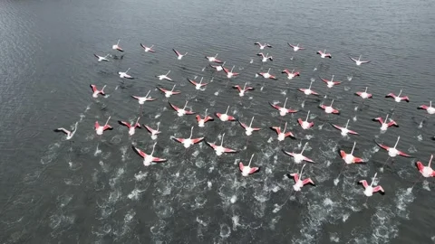 Flock of flamingos fly Stock Footage 268871752