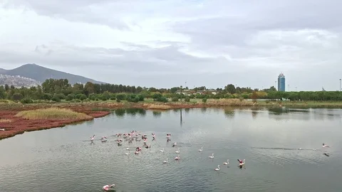 Flock of Flamingos Flying Stock Footage 119793924