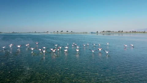 Flock of Flamingos Flying Stock Footage 150332393