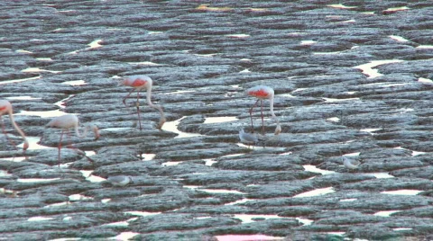 Flock of flamingos Stock Footage 286194