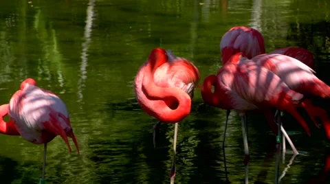Flock Flamingos Stock Footage 40668985